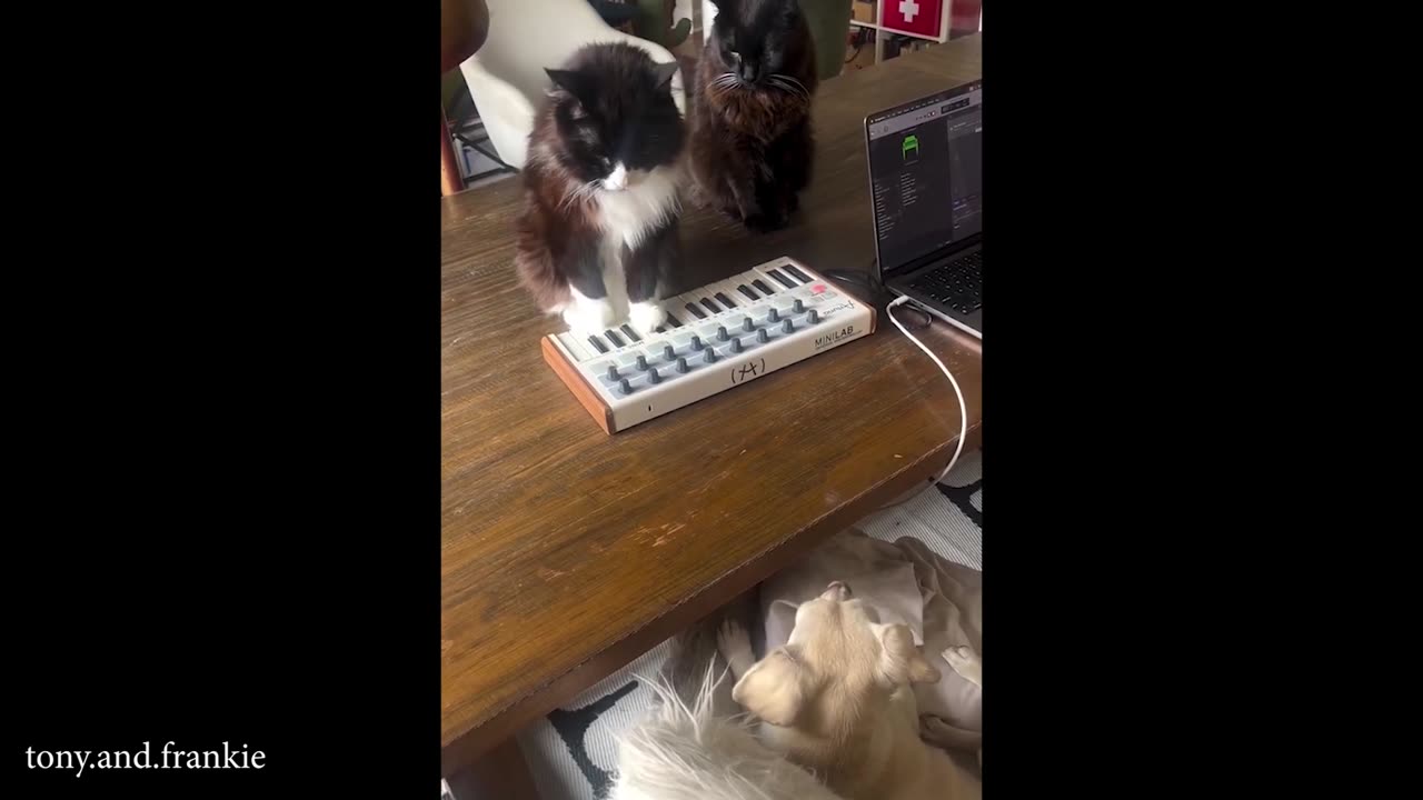 When you own a CAT with an IQ 200😲