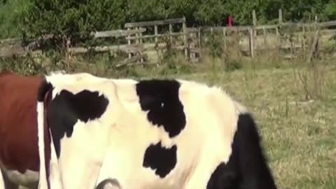 cow