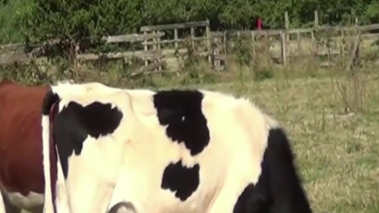 cow