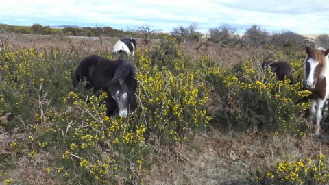 Spring with the Dartmoor Hill ponies. Chris Summerfield Photo book series Music Bach C Major