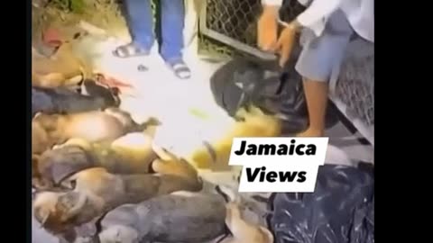 Asian Chinese Hate, Asian cooking?Clips from the dark side