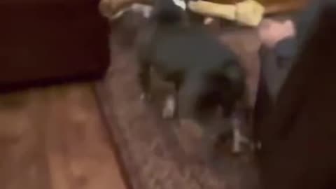 BEAMING PUPS 🐶 XMAS EVE WEDNESDAY 12/24/25