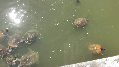Several turtles and carp.