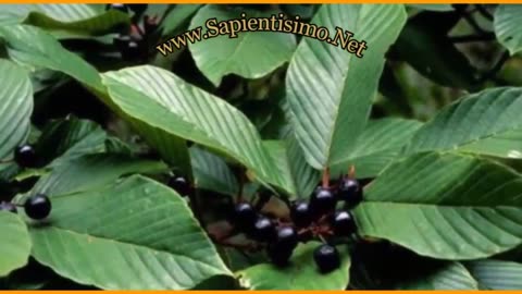 18 Benefits of Cascara Sacred