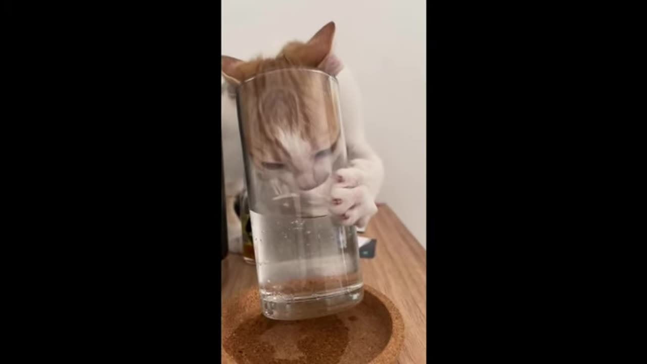 hilarious-animal-compilation-724----funniest-cats-videos