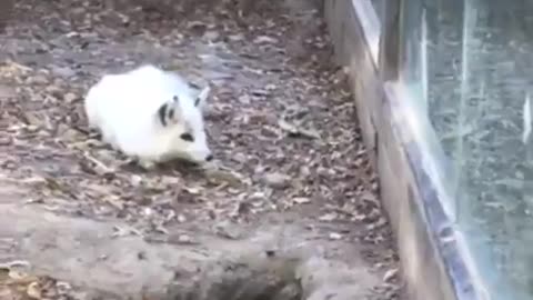 Adorable Arctic Fox Antics! 😂