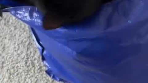 Cats need some privacy