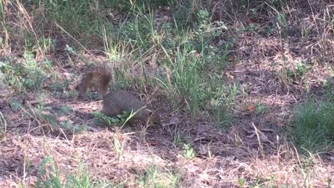 Squirrel find its food on the ground.