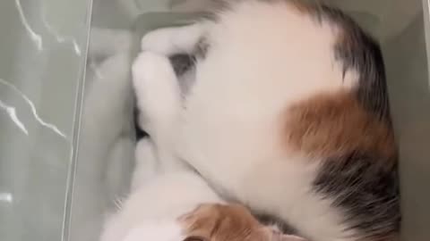 《CAT'S KINGDOM: WHISKER WARS》