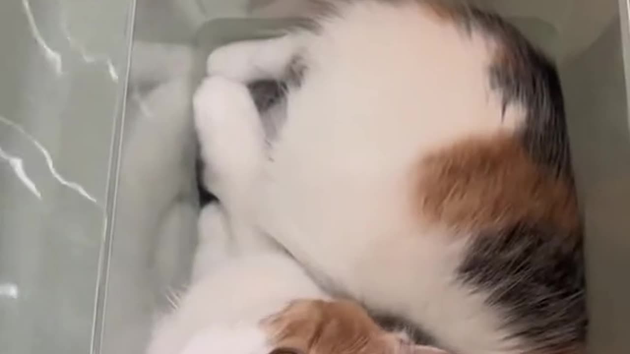 《CAT'S KINGDOM: WHISKER WARS》
