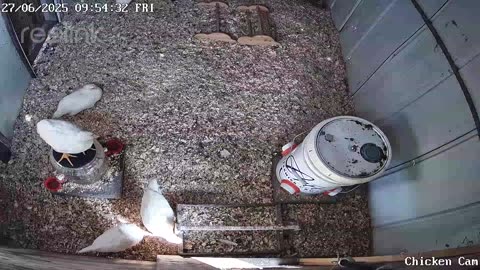 Millar Time Chicken Cam