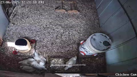 Millar Time Chicken Cam