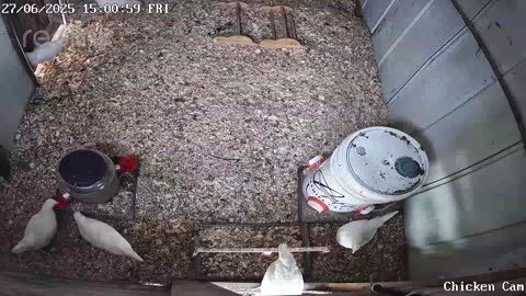 Millar Time Chicken Cam