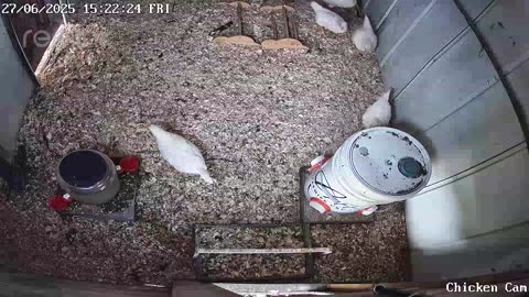 Millar Time Chicken Cam
