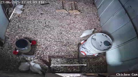 Millar Time Chicken Cam