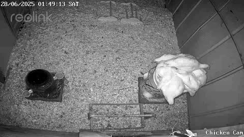 Millar Time Chicken Cam