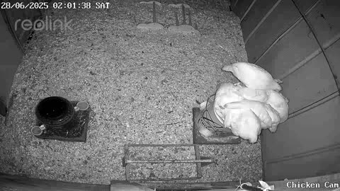 Millar Time Chicken Cam