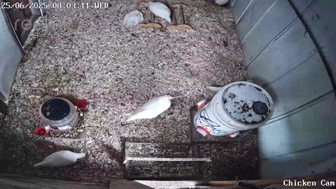 Millar Time Chicken Cam