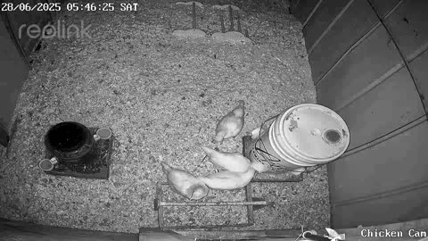 Millar Time Chicken Cam