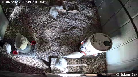 Millar Time Chicken Cam