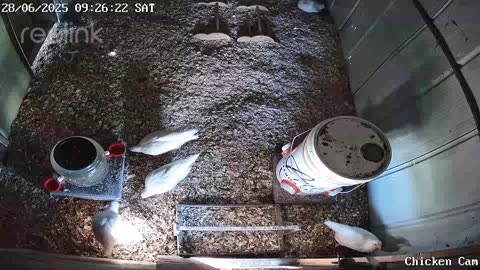 Millar Time Chicken Cam