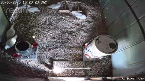 Millar Time Chicken Cam