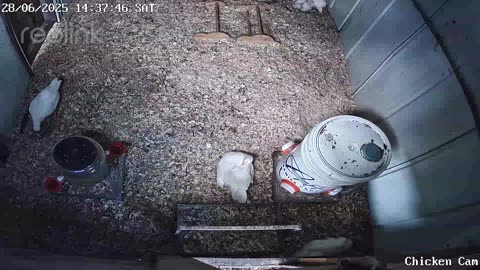 Millar Time Chicken Cam