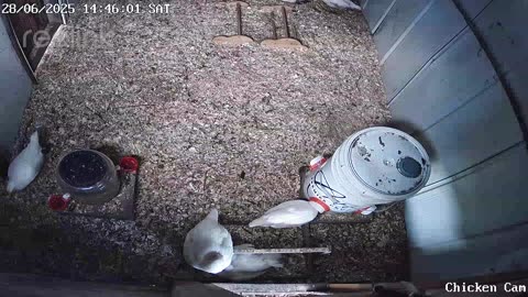 Millar Time Chicken Cam
