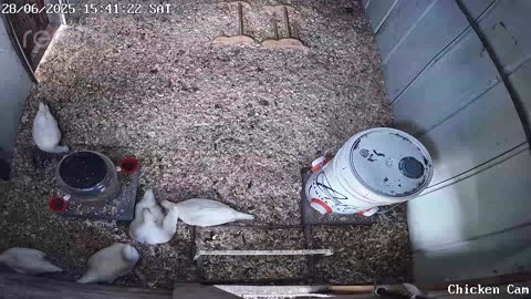 Millar Time Chicken Cam
