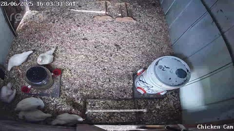 Millar Time Chicken Cam
