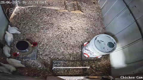 Millar Time Chicken Cam