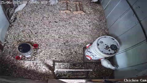Millar Time Chicken Cam