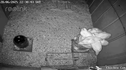 Millar Time Chicken Cam