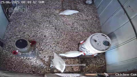 Millar Time Chicken Cam