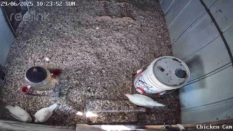 Millar Time Chicken Cam