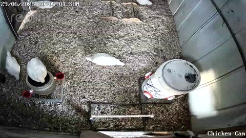 Millar Time Chicken Cam