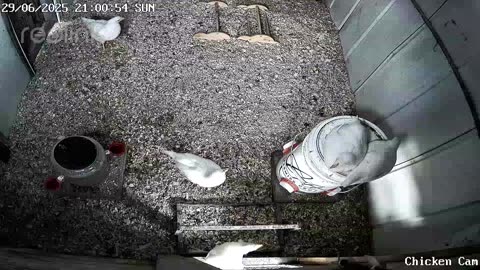 Millar Time Chicken Cam