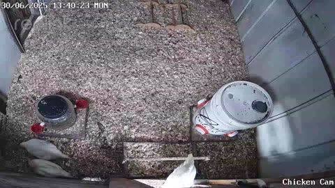 Millar Time Chicken Cam