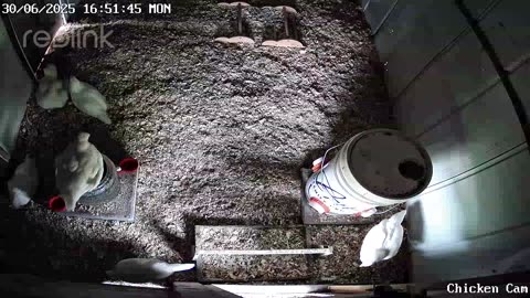 Millar Time Chicken Cam