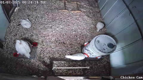 Millar Time Chicken Cam