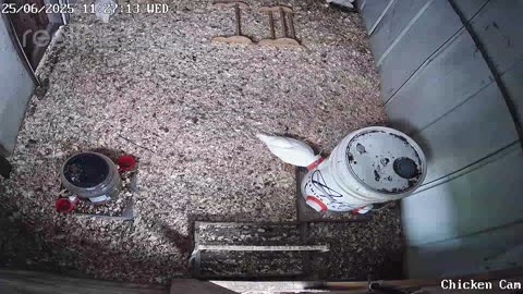 Millar Time Chicken Cam