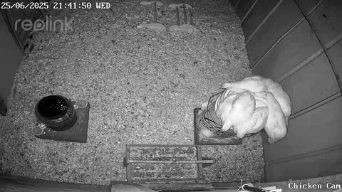 Millar Time Chicken Cam
