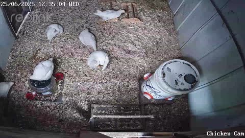Millar Time Chicken Cam