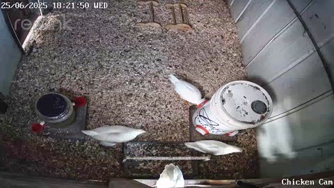 Millar Time Chicken Cam