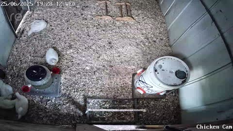 Millar Time Chicken Cam