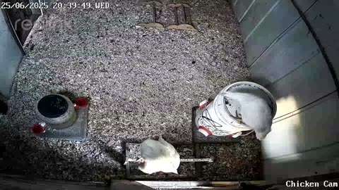 Millar Time Chicken Cam
