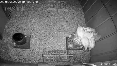 Millar Time Chicken Cam