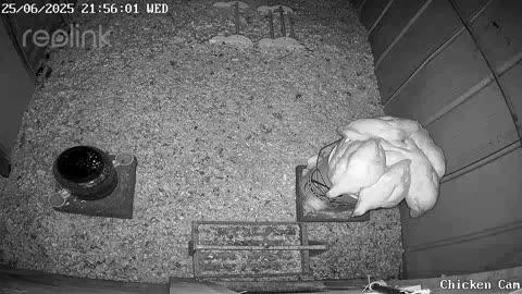 Millar Time Chicken Cam