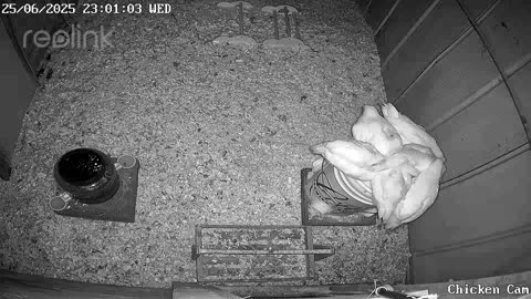 Millar Time Chicken Cam