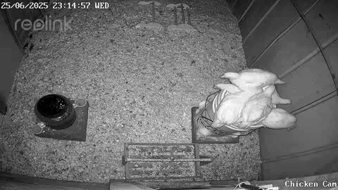 Millar Time Chicken Cam